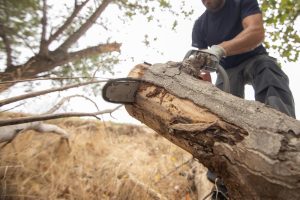 10 Reasons Why ISA Certified Arborists Matter