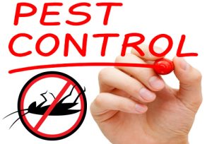 The Importance Of Ongoing Pest Control Maintenance