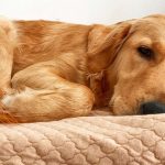 Mastering Nose Training for Dogs: Unlock Your Dog’s Full Potential