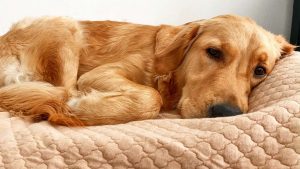 Mastering Nose Training for Dogs: Unlock Your Dog’s Full Potential